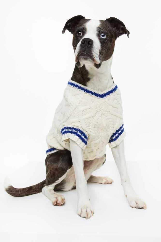 H&M Cable-knit dog jumper Ausrüstungen Damen Weiß | 9185-TDFEK